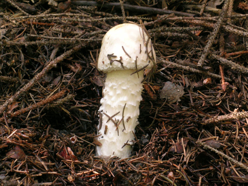 Agaricus augustus