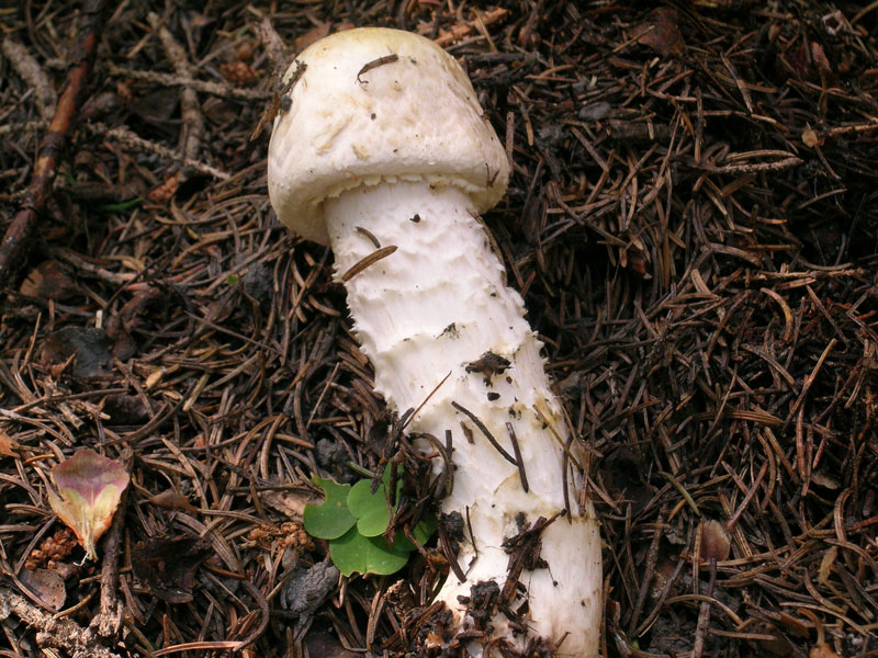Agaricus augustus