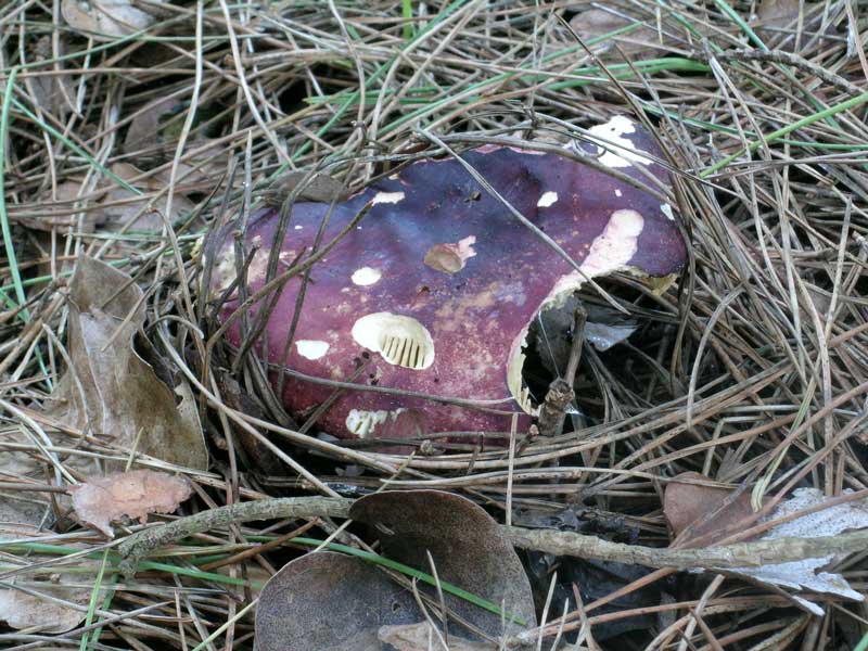 Lido dei Pini (RM) 08.01.05