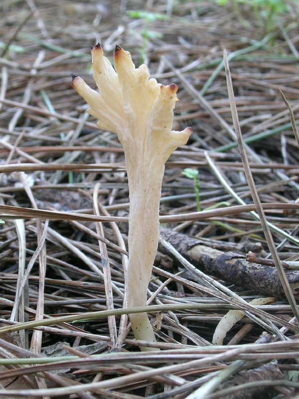 Lido dei Pini (RM) 08.01.05