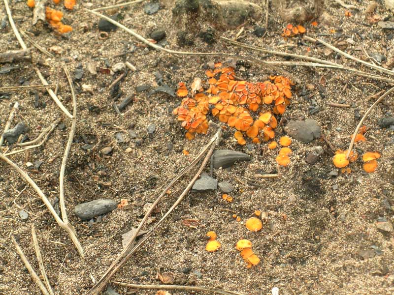 Lido dei Pini (RM) 08.01.05