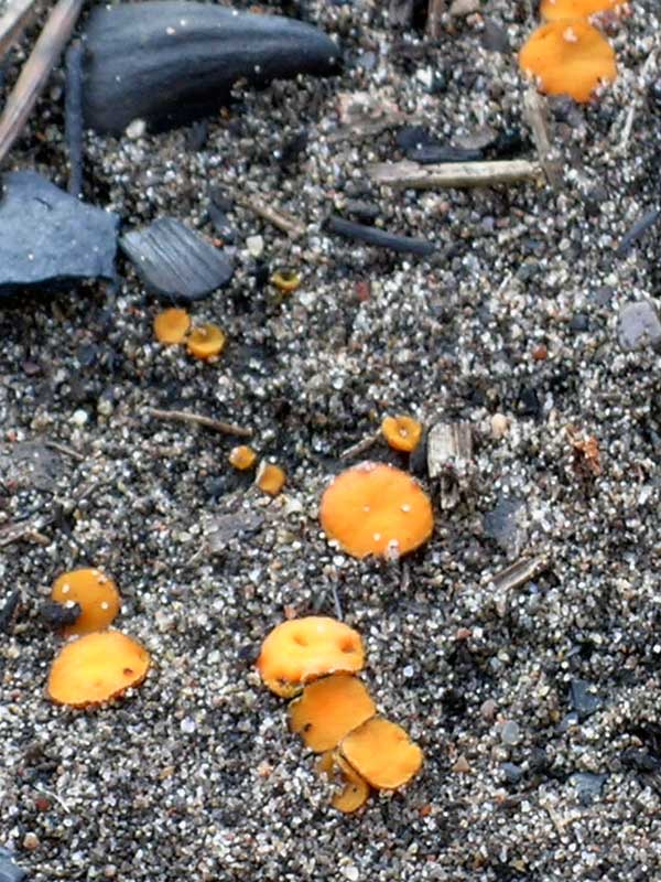 Lido dei Pini (RM) 08.01.05