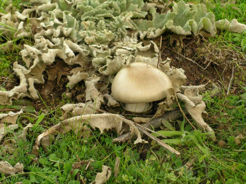 Lido dei Pini (RM) 08.01.05