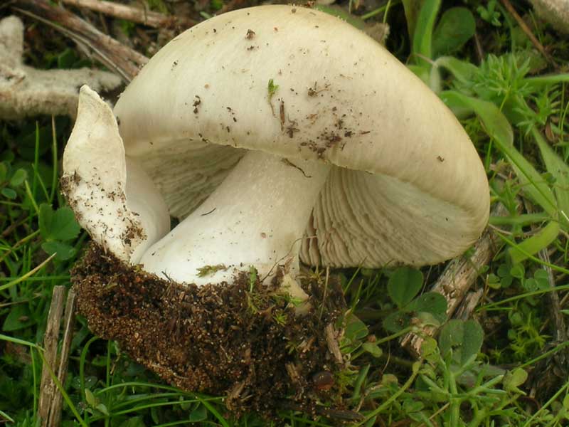 Lido dei Pini (RM) 08.01.05