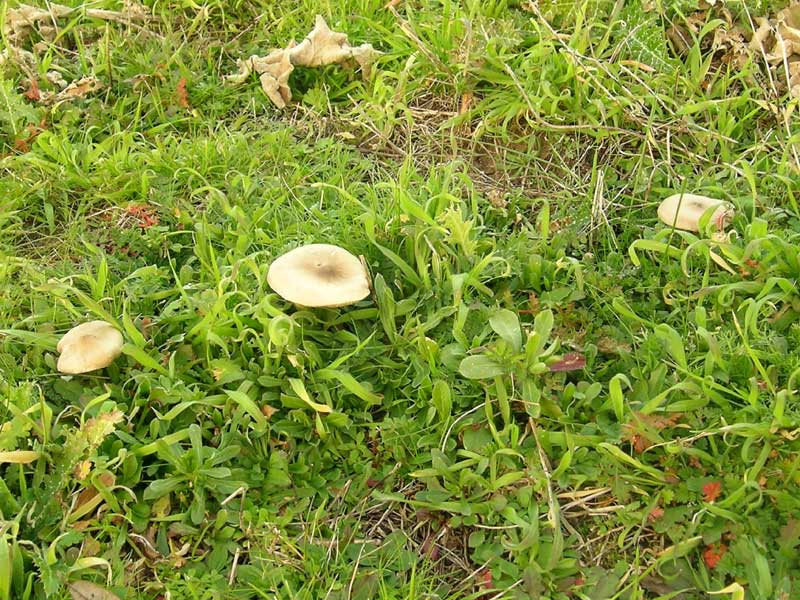 Lido dei Pini (RM) 08.01.05