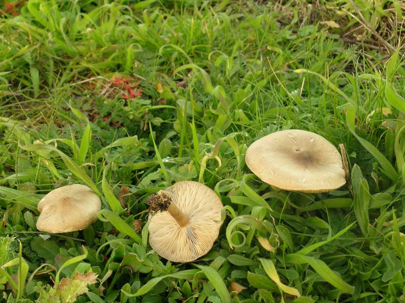 Lido dei Pini (RM) 08.01.05