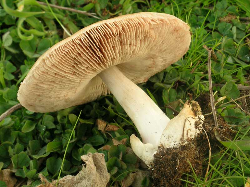 Lido dei Pini (RM) 08.01.05