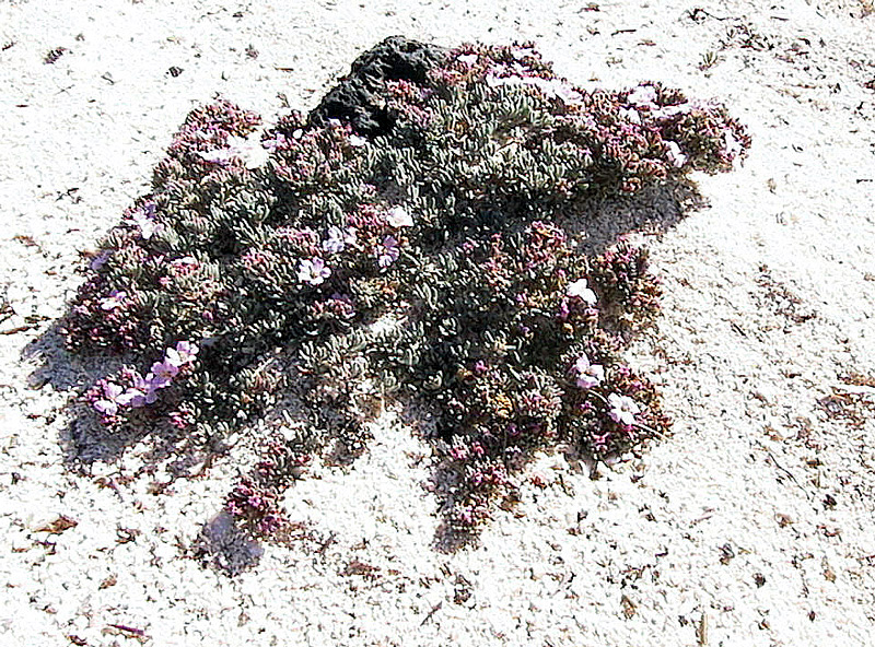 Piante delle Isole Canarie