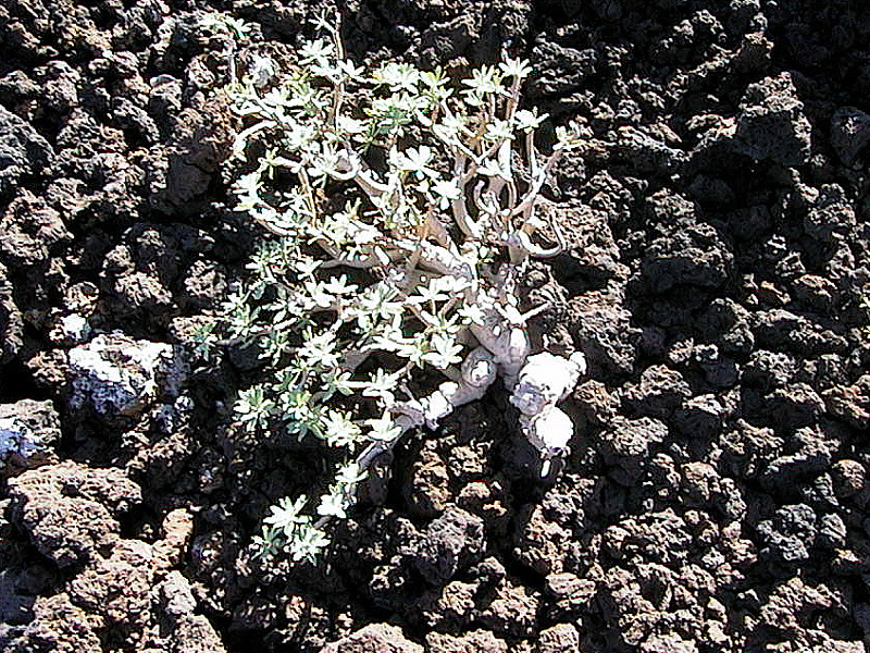 Piante delle Isole Canarie