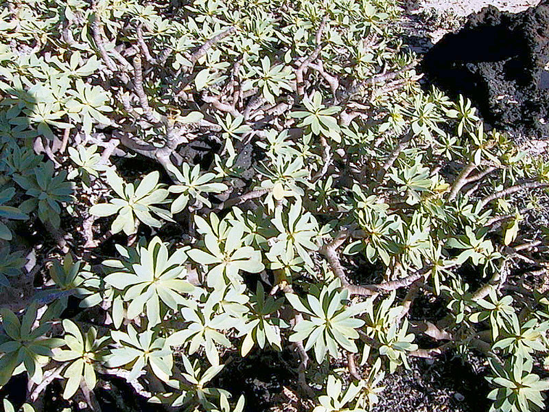 Piante delle Isole Canarie