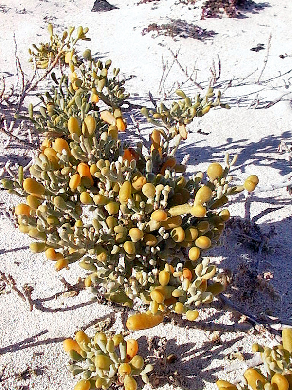 Piante delle Isole Canarie