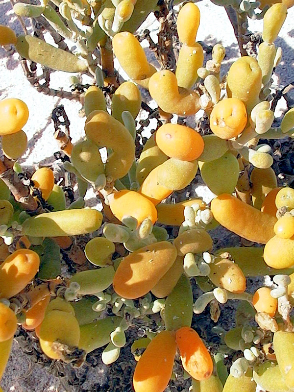 Piante delle Isole Canarie