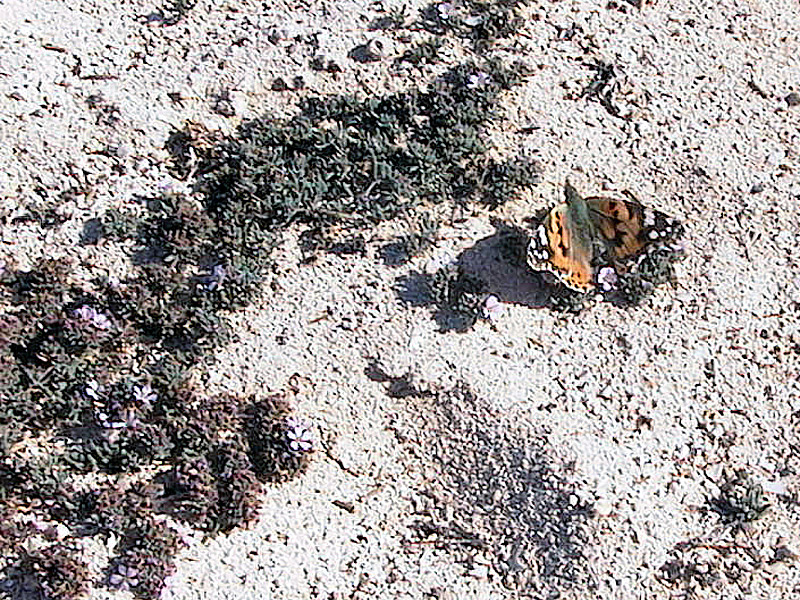 Piante delle Isole Canarie