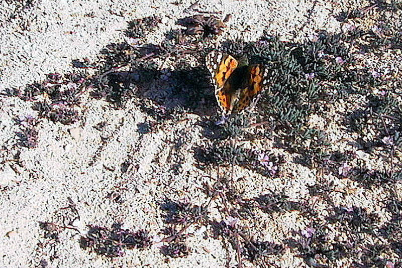 Piante delle Isole Canarie
