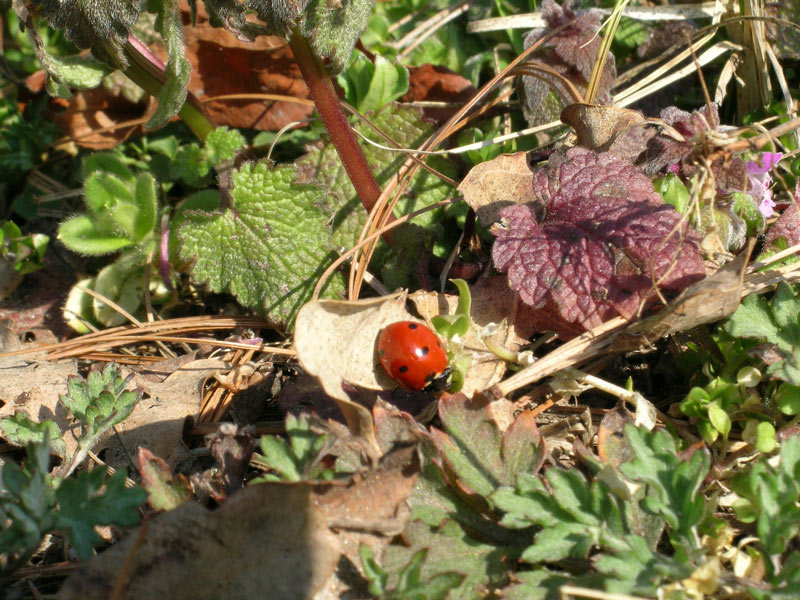 Coccinella septempunctata