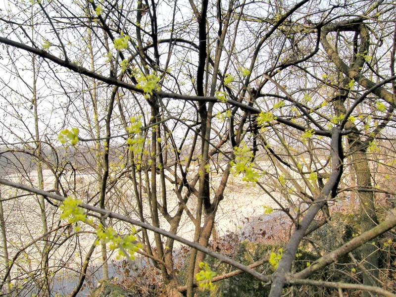 Cornus mas / Corniolo maschio