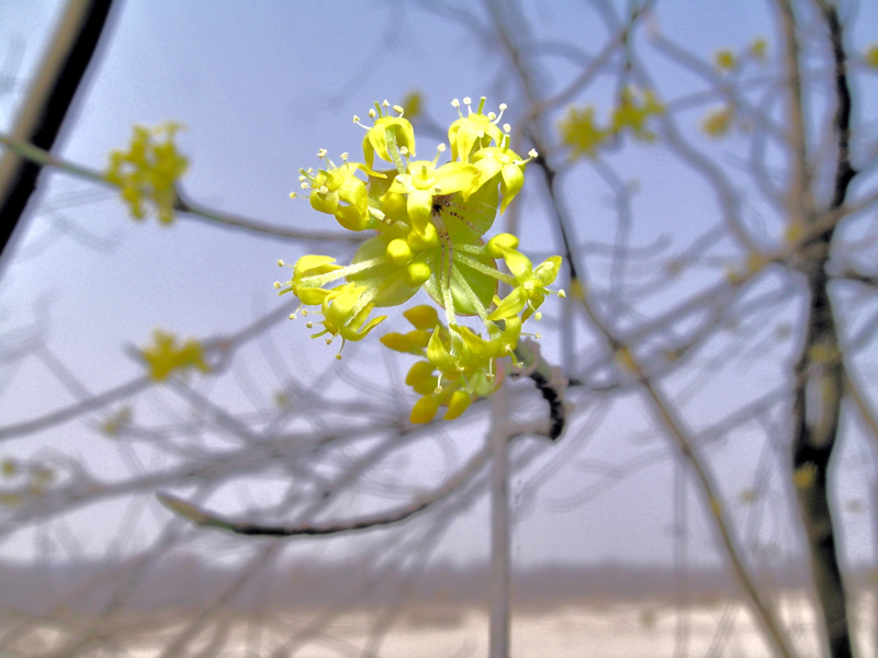 Cornus mas / Corniolo maschio