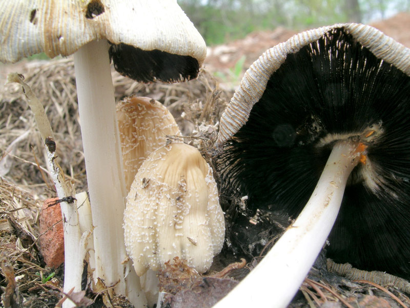 Coprinus e Morchella