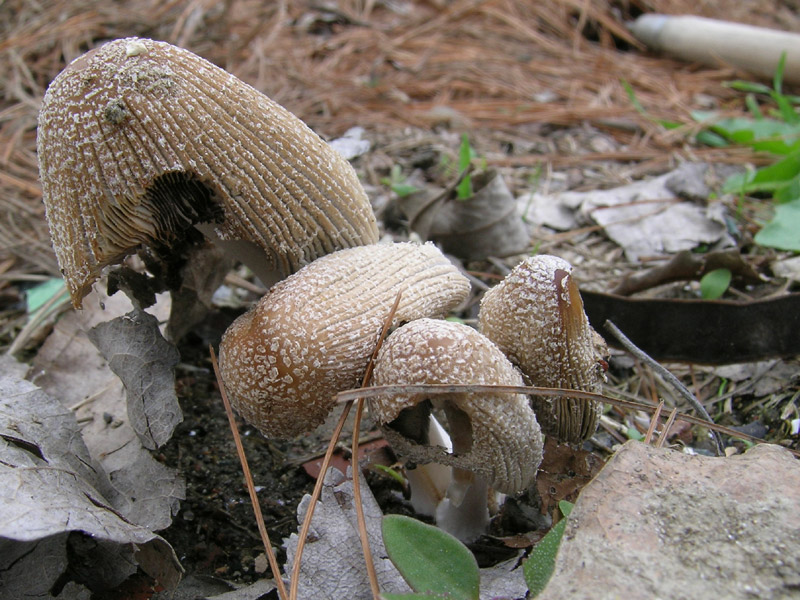Coprinus e Morchella
