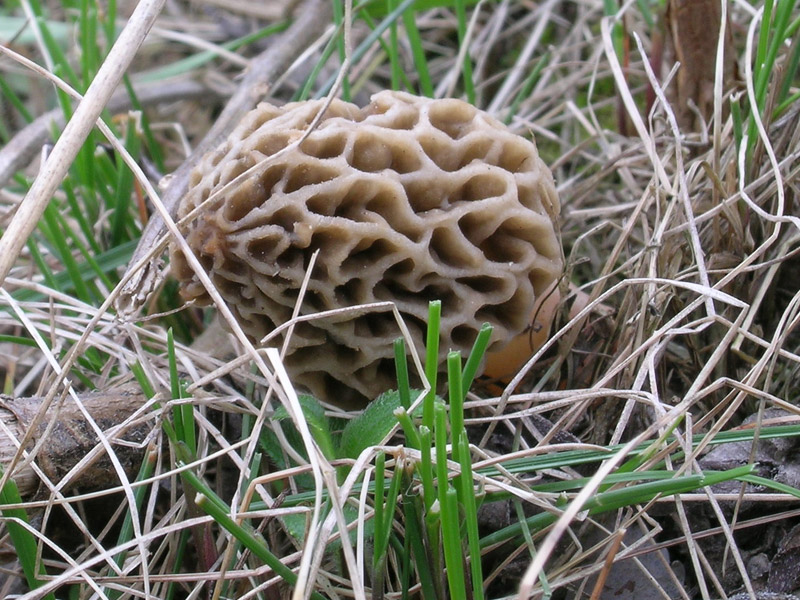 Coprinus e Morchella