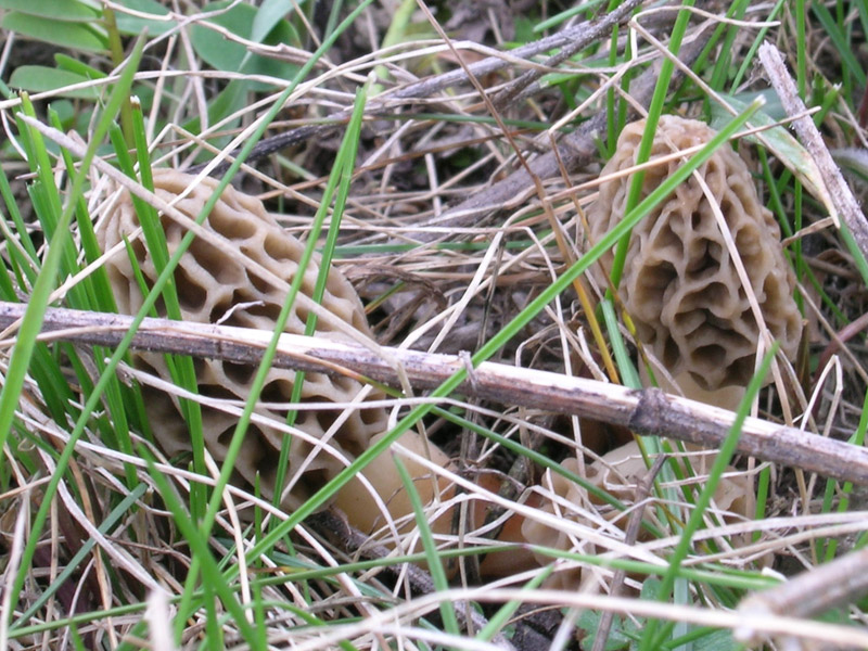 Coprinus e Morchella