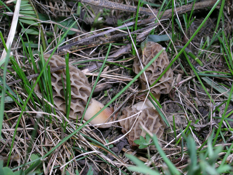 Coprinus e Morchella