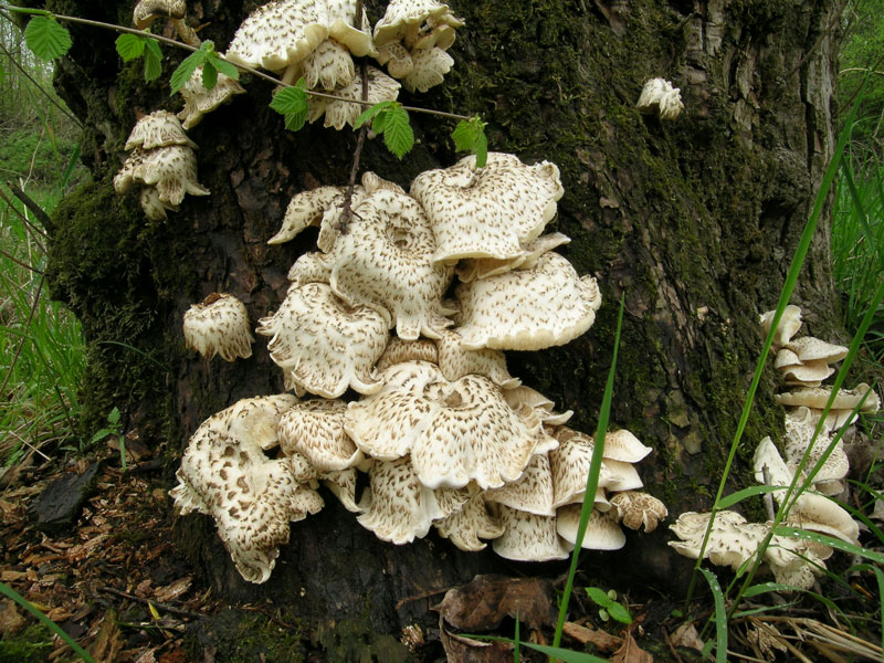 Lentinus tigrinus