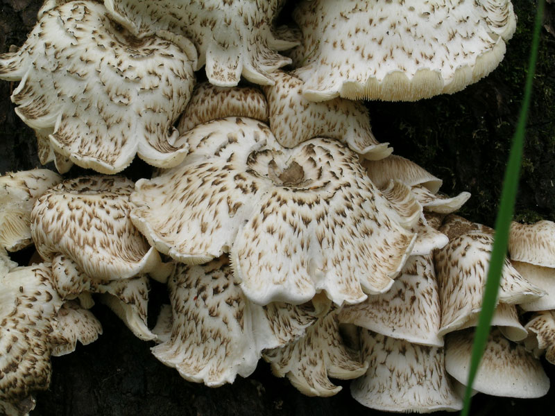 Lentinus tigrinus