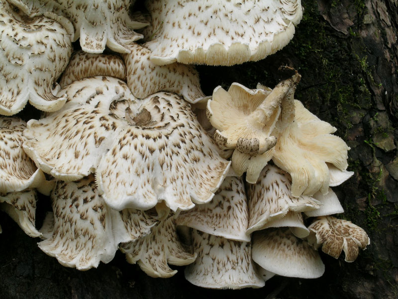 Lentinus tigrinus