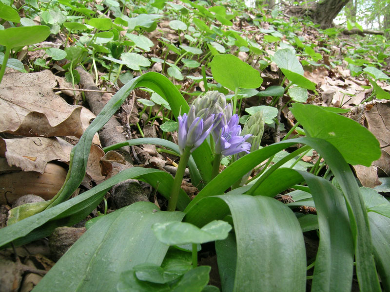 Hyacinthoides hispanica??