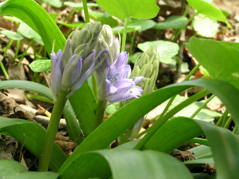 Hyacinthoides hispanica??