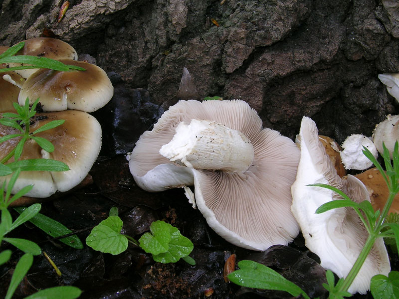 Sotto la pioggia il 17 aprile