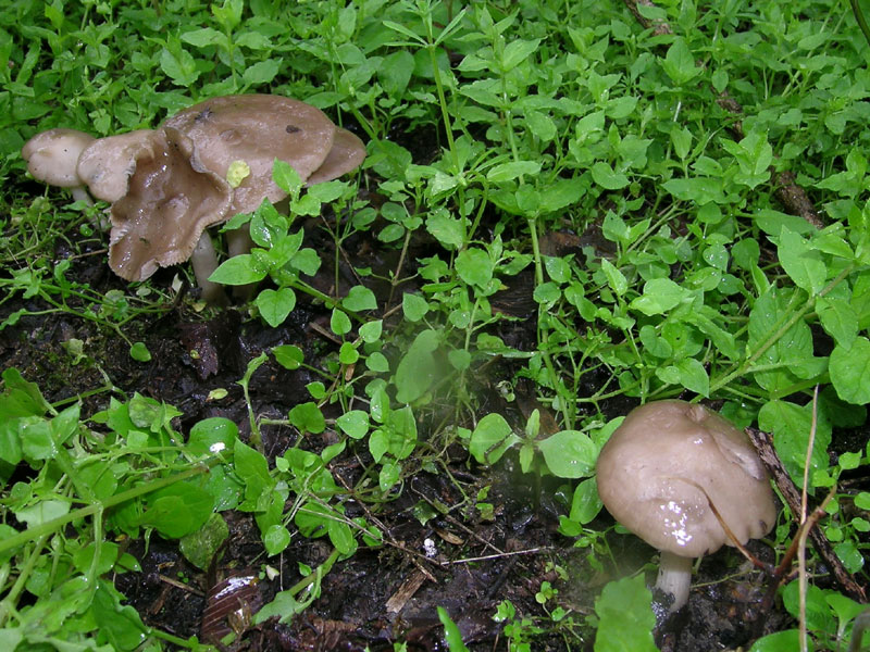 Sotto la pioggia il 17 aprile