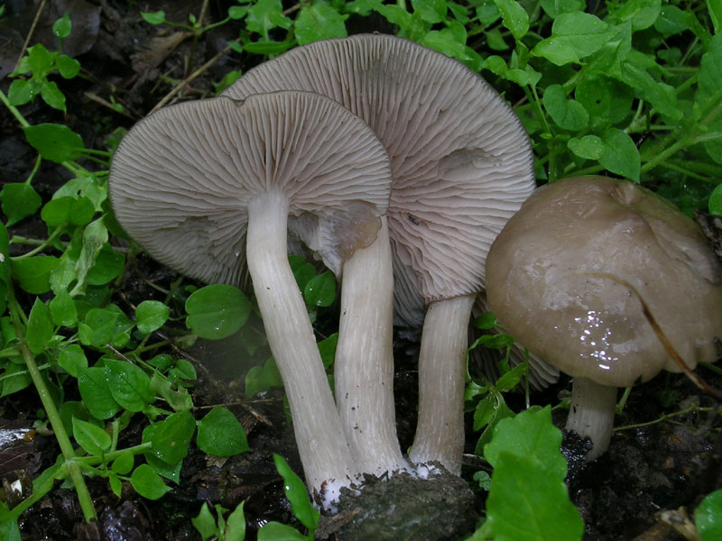 Sotto la pioggia il 17 aprile