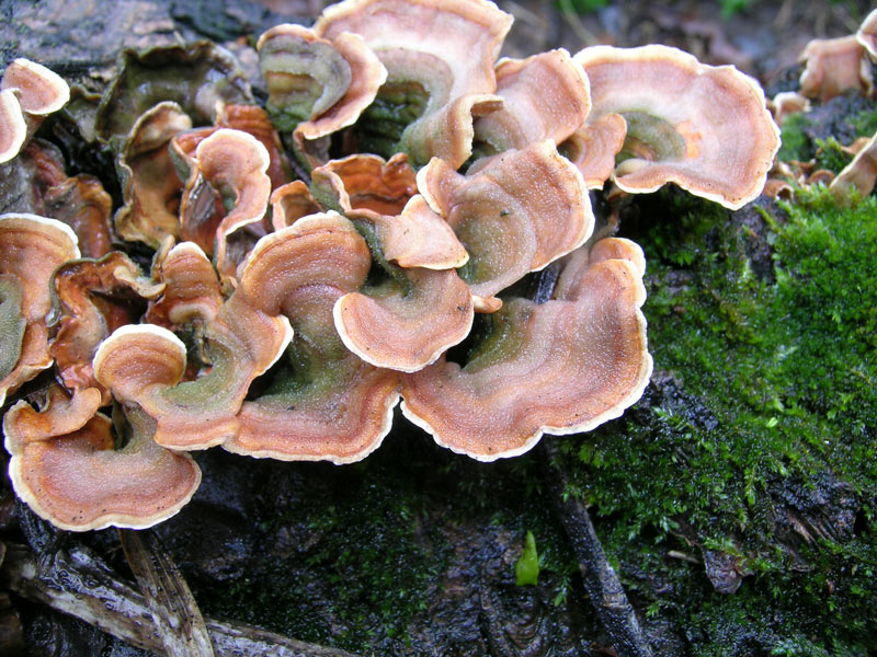 Sotto la pioggia il 17 aprile