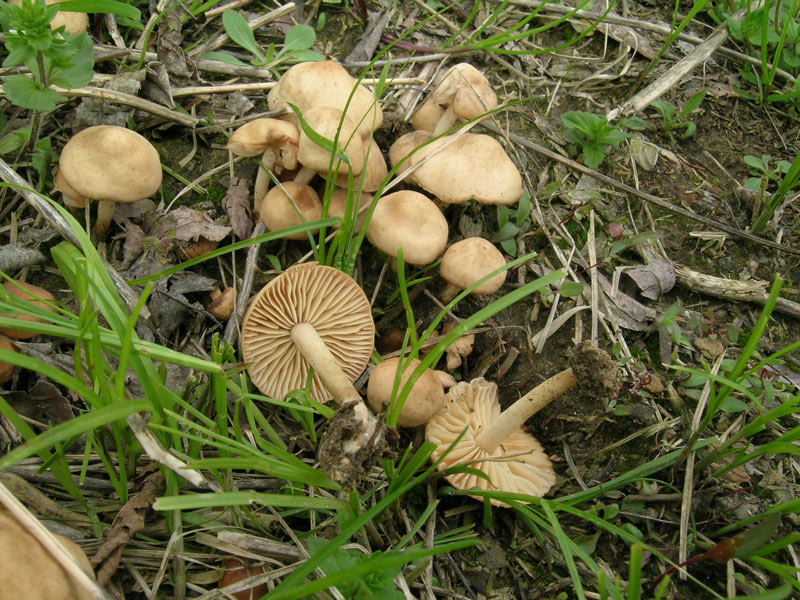 Marasmius oreades