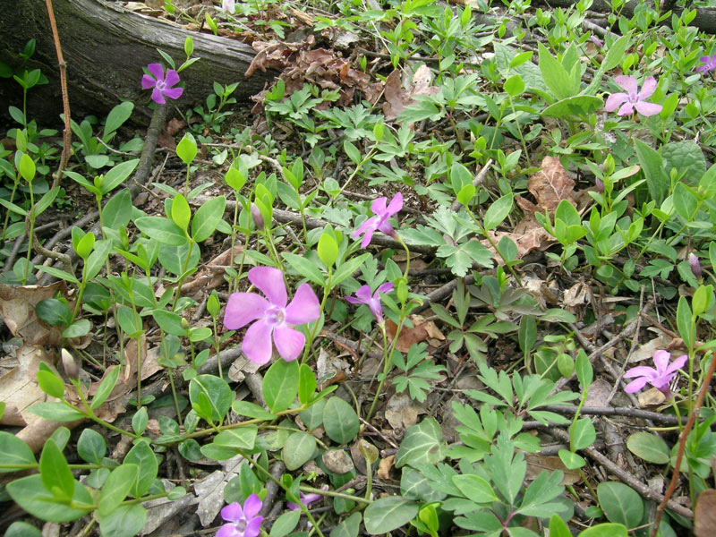 Vinca minor / Pervinca minore