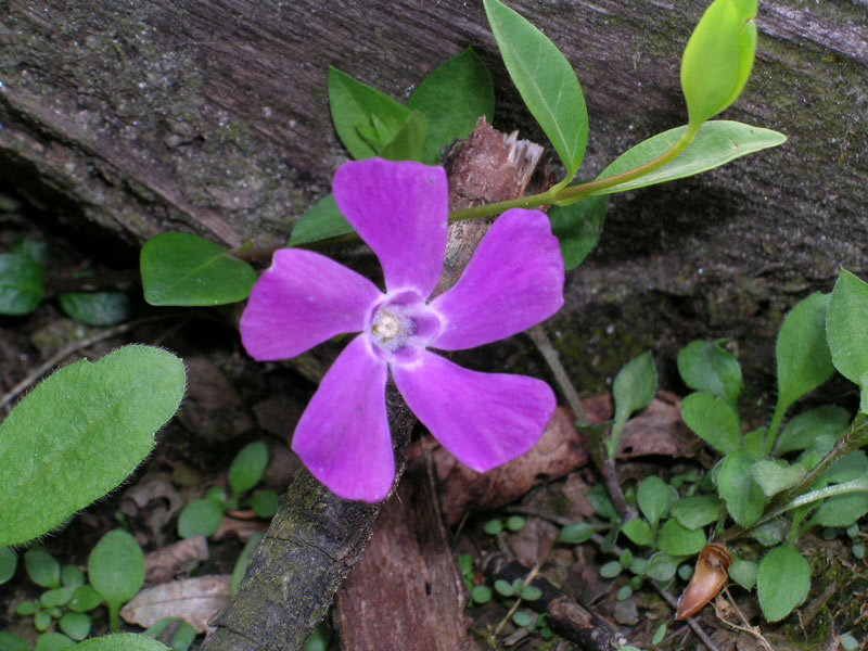 Vinca minor / Pervinca minore
