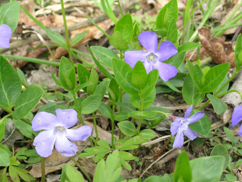 Vinca minor / Pervinca minore