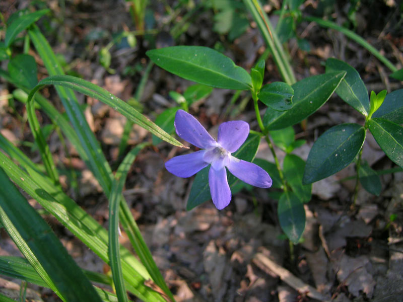 Vinca minor / Pervinca minore