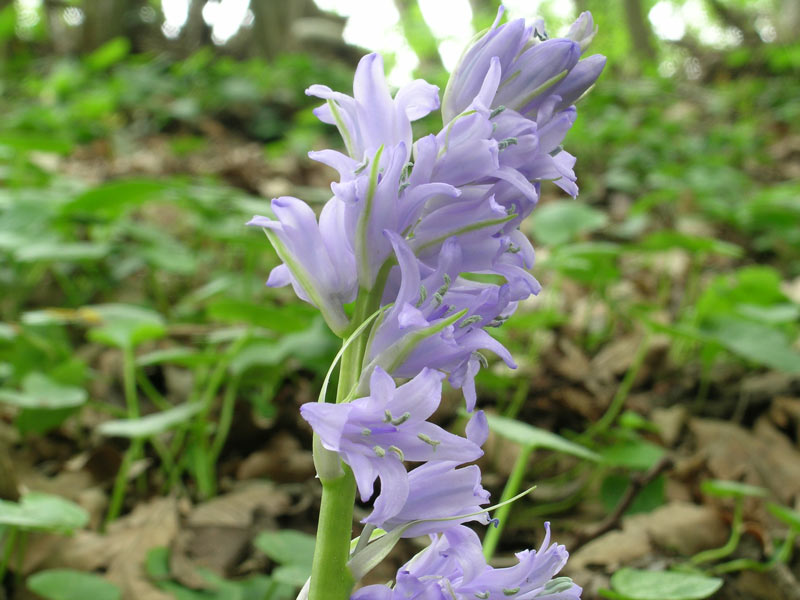Hyacinthoides hispanica??