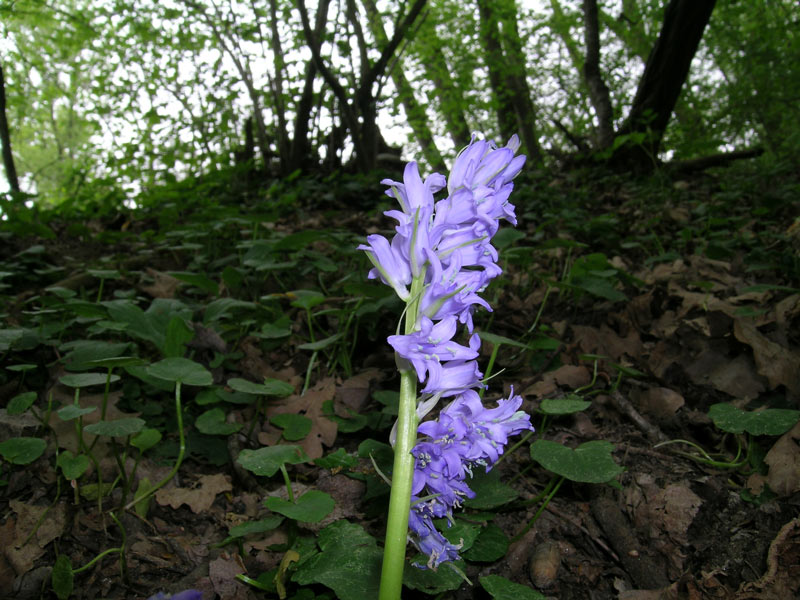 Hyacinthoides hispanica??