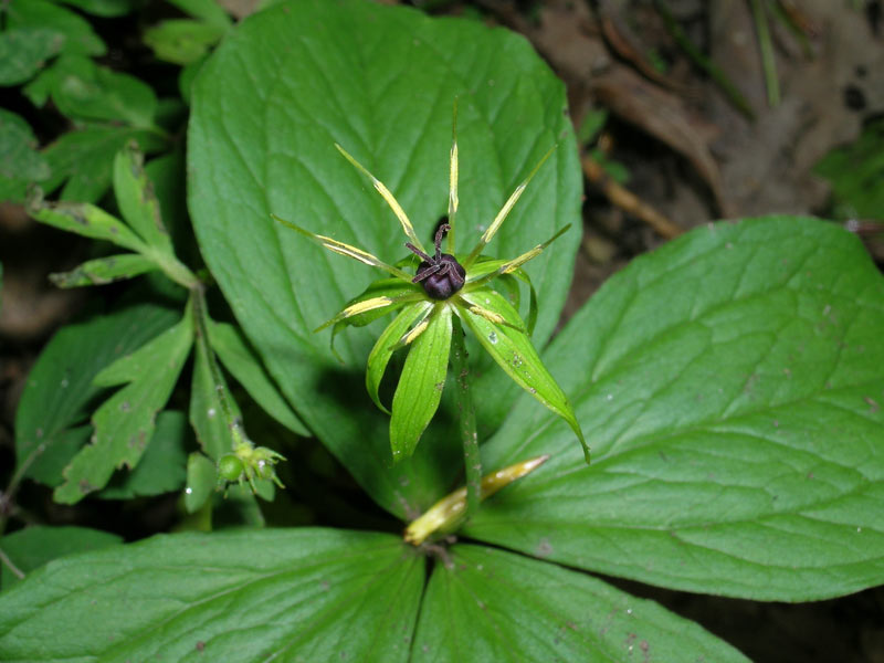 Paris quadrifolia / Erba crociona