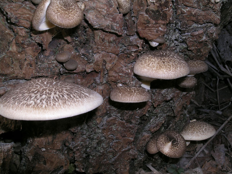 Lentinus tigrinus