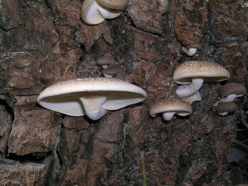 Lentinus tigrinus