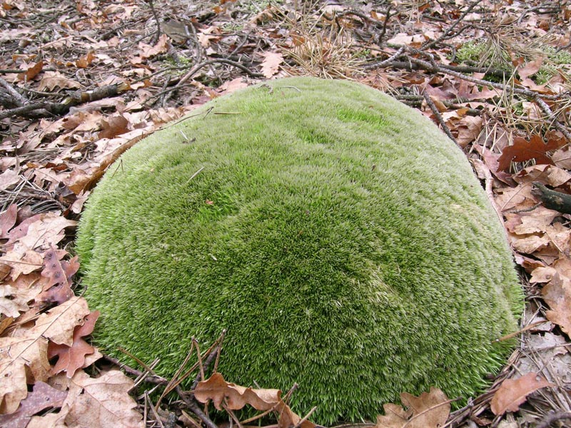 Muschio Leucobryum glaucum?