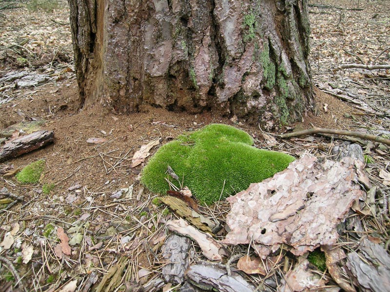 Muschio Leucobryum glaucum?