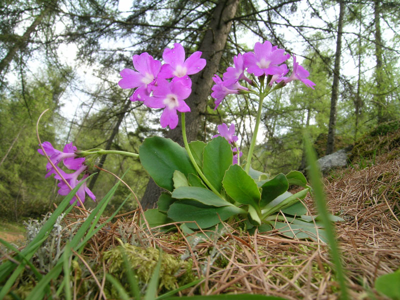 Primula pedemontana / Primula piemontese