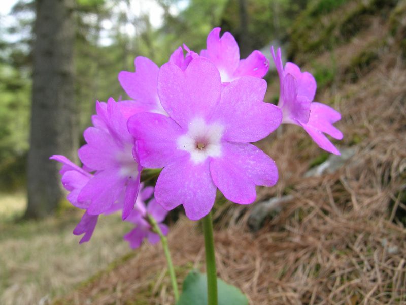 Primula pedemontana / Primula piemontese