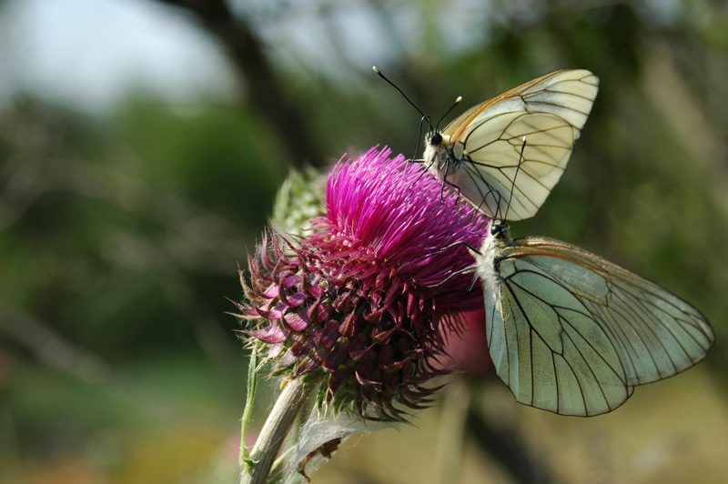 Aporia crataegi